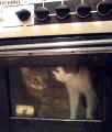Коты в духовке