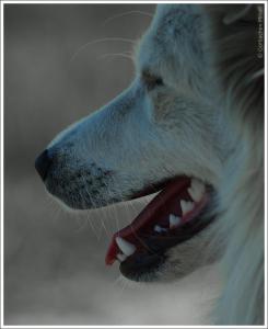 Портрет собаки в профиль